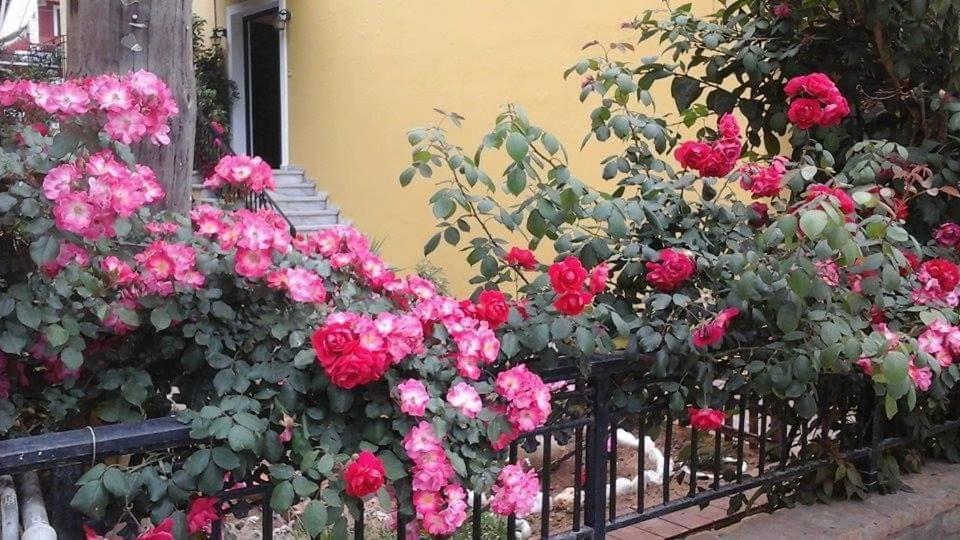 Margaritas' Rooms Agios Gordios  Exterior photo